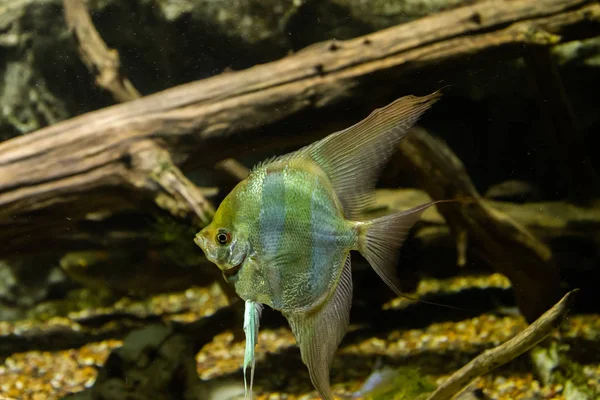 Aquarium fish Angel fish in the water — Stock Photo, Image