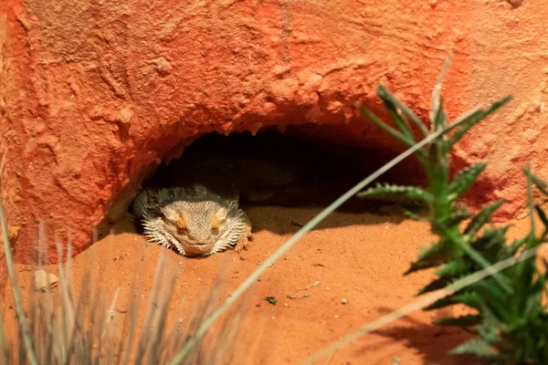 Primer plano de un dragón barbudo en la guarida —  Fotos de Stock