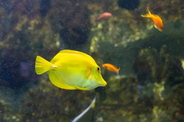 Peixe cirurgião amarelo. Maravilhoso e belo mundo subaquático com corais e peixes tropicais . — Fotografia de Stock
