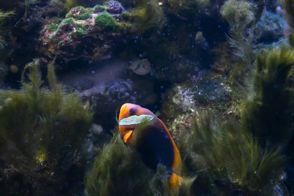 Imagem de close-up do peixe-palhaço ocidental ou anemonefish subaquático — Fotografia de Stock