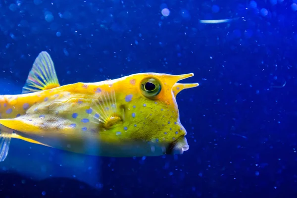 Cowfish Longhorn, nome latino Lactoria cornuta, também chamado de boxfish chifre. O seu habitat principal são os recifes de coral em lagoas, em apartamentos de recifes — Fotografia de Stock