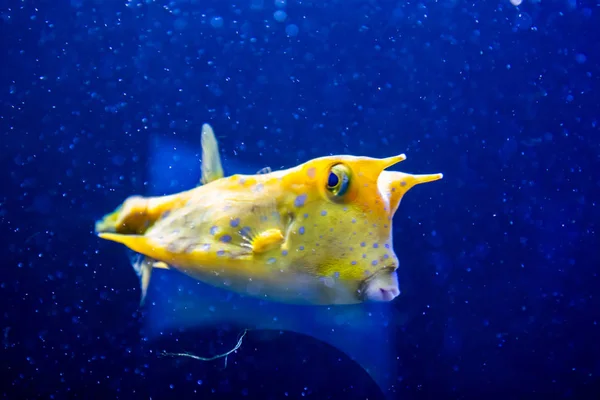 Cowfish Longhorn, Łacińska nazwa Lactoria cornuta, zwany także Horned boxfish. Jego podstawowym siedliskiem jest raf koralowych w lagunach, na rafy — Zdjęcie stockowe