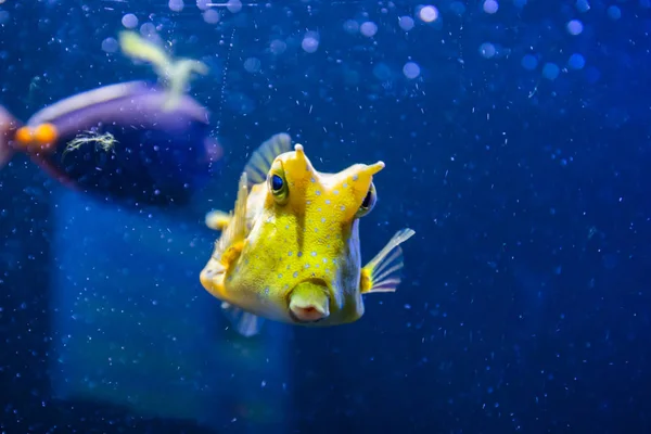 Cowfish Longhorn, Łacińska nazwa Lactoria cornuta, zwany także Horned boxfish. Jego podstawowym siedliskiem jest raf koralowych w lagunach, na rafy — Zdjęcie stockowe