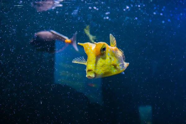 Longhorn Cowfish, Latince adı Lactoria cornuta, aynı zamanda boynuzlu Boxfish denir. Ana Habitat lagünlerde mercan resifleri, resif daireleri — Stok fotoğraf