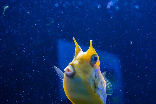 Longhorn cowfish, Latin Namn Lactoria cornuta, även kallad Horned Boxfish. Dess huvudsakliga livsmiljö är korallrev i laguner, på revlägenheter — Stockfoto