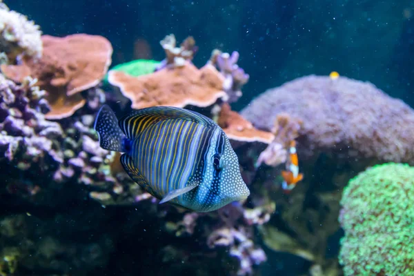 Modré Tang chirurg ryby - Paracanthurus hepatus. Nádherný a krásný podmořský svět s korály a tropickými rybami. — Stock fotografie