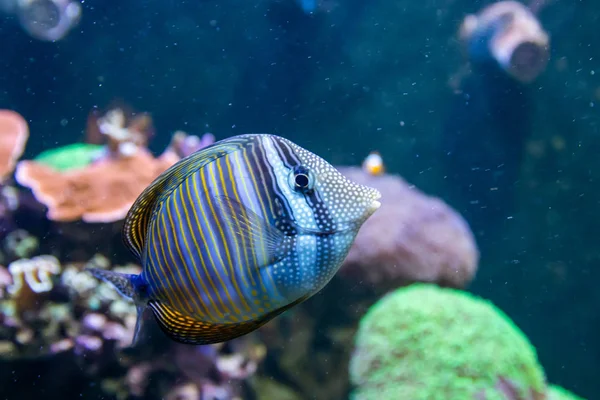 Blauer Chirurgenfisch - Paracanthurus hepatus. wunderschöne Unterwasserwelt mit Korallen und tropischen Fischen. — Stockfoto