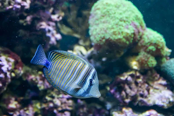 Blue Tang Surgeon Fish - Paracanthurus hepatus (em inglês). Maravilhoso e belo mundo subaquático com corais e peixes tropicais . — Fotografia de Stock