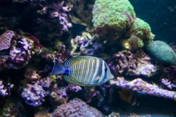 Blue Tang Surgeon Fish - Paracanthurus xanthurus. Prachtige en mooie onderwaterwereld met koralen en tropische vissen. — Stockfoto