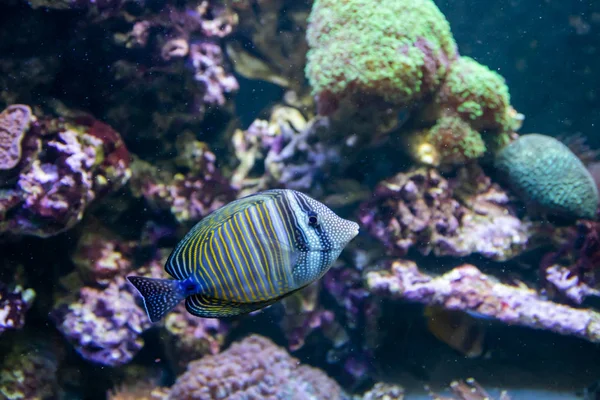 Blue Tang Surgeon Fish - Paracanthurus hepatus (em inglês). Maravilhoso e belo mundo subaquático com corais e peixes tropicais . — Fotografia de Stock