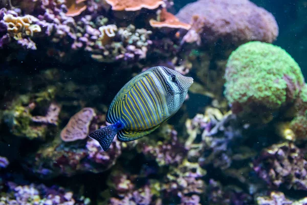 Blue Tang Surgeon Fish - Paracanthurus hepatus (em inglês). Maravilhoso e belo mundo subaquático com corais e peixes tropicais . — Fotografia de Stock