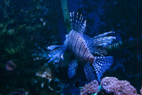 Lionfish. Underbar och vacker undervattensvärld med koraller och tropiska fiskar. — Stockfoto