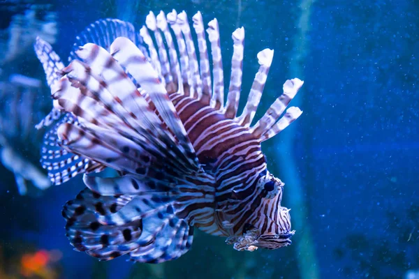 Pez león. Maravilloso y hermoso mundo submarino con corales y peces tropicales . — Foto de Stock