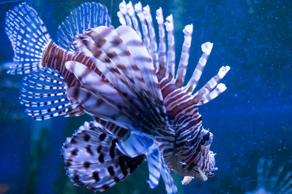 Feuerfische. wunderschöne Unterwasserwelt mit Korallen und tropischen Fischen. — Stockfoto