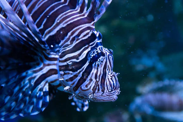 Perutýn. Nádherný a krásný podmořský svět s korály a tropickými rybami. — Stock fotografie