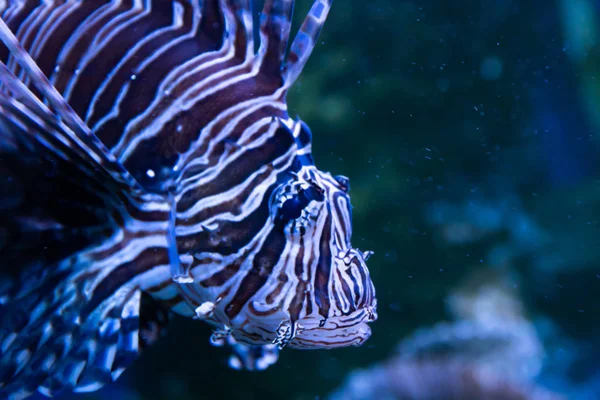 Peixe-leão. Maravilhoso e belo mundo subaquático com corais e peixes tropicais . — Fotografia de Stock