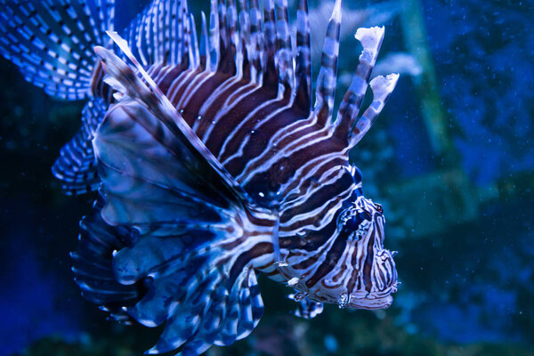 Lionfish. Wonderful and beautiful underwater world with corals and tropical fish.
