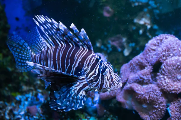 Λεοντόψαρο. Υπέροχος και όμορφος υποβρύχιος κόσμος με κοράλλια και τροπικά ψάρια. — Φωτογραφία Αρχείου