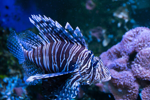 Lionfish. Wonderful and beautiful underwater world with corals and tropical fish.