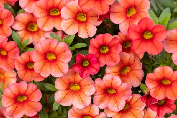 Calibrachoa oder Glockenblume, Blume einer kultivierten Million Glocke, Calibrachoa x hybrid — Stockfoto