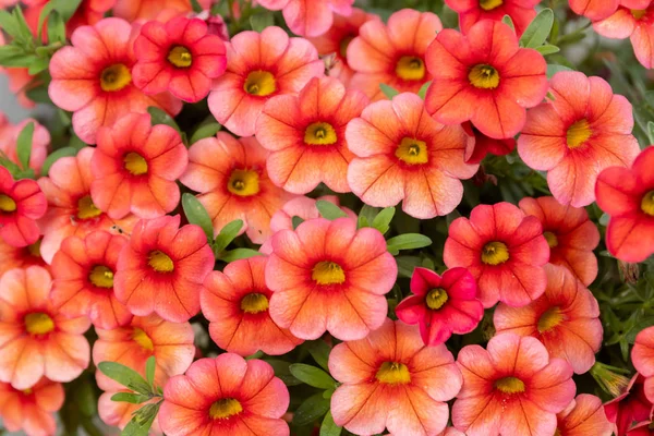 Calibrachoa oder Glockenblume, Blume einer kultivierten Million Glocke, Calibrachoa x hybrid — Stockfoto