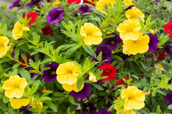 Calibrachoa or bell flower, Flower of a cultivated Million bell, Calibrachoa x hybrid