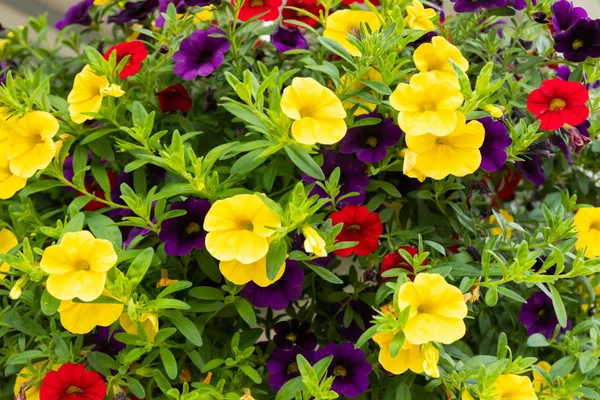 Calibrachoa veya çan çiçeği, ekilmiş bir milyon çanın çiçeği, Calibrachoa x melezi — Stok fotoğraf