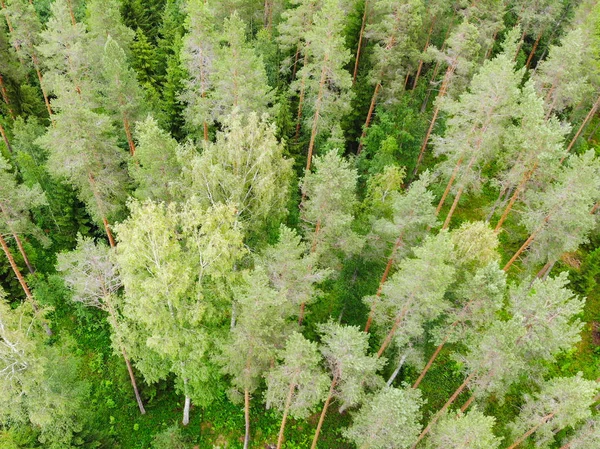 Vista aérea del bosque verde en verano rural en Finlandia — Foto de Stock