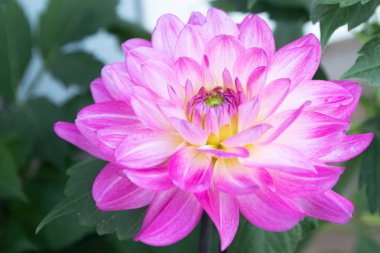 Yaz bahçesinde güzel pembe dahlia Bitsy çiçek