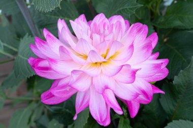 Yaz bahçesinde güzel pembe dahlia Bitsy çiçek