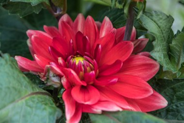 Yaz bahçesinde güzel kırmızı dahlia Red Runner çiçek