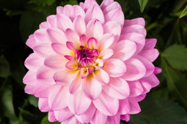 Yaz bahçesinde güzel pembe dahlia Karma Prospero çiçek