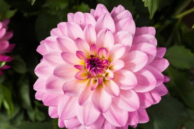 Yaz bahçesinde güzel pembe dahlia Karma Prospero çiçek