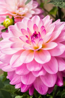 Yaz bahçesinde güzel pembe dahlia Karma Prospero çiçek