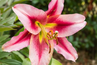 Yaz bahçesinde güzel pembe lilium Anastasia