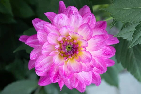 Yaz bahçesinde güzel pembe dahlia Bitsy çiçek — Stok fotoğraf