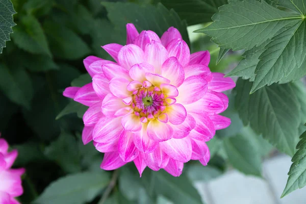 Beautiful pink dahlia Bitsy flower in summer garden