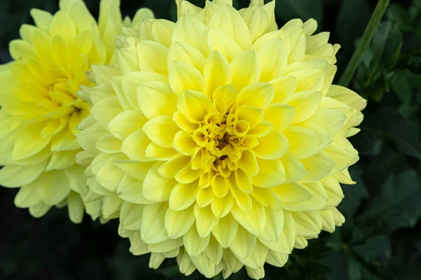 Mooie gele Dahlia Gallery Serenade bloem in zomertuin — Stockfoto