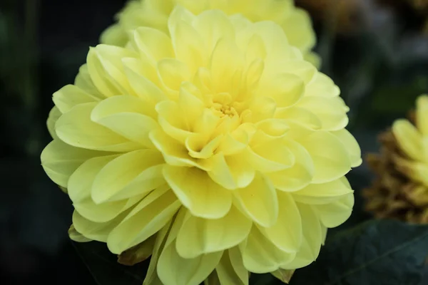 Mooie gele Dahlia Gallery Serenade bloem in zomertuin — Stockfoto