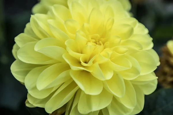 夏の庭で美しい黄色のダリアギャラリーセレナーデの花 — ストック写真