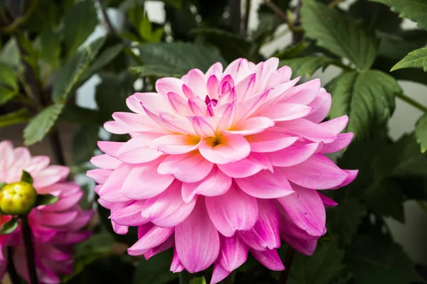 夏の庭で美しいピンクのダリアカルマプロスペロの花 — ストック写真