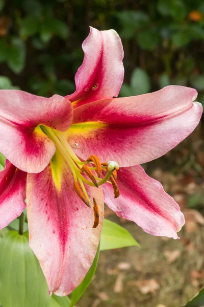 Розовый лилий Анастасии в летнем саду — стоковое фото