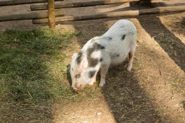 Yaz aylarında çiftlikte sevimli benekli domuz yavrusu.