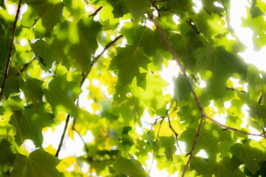 Gökyüzü arka planda akçaağaç ağacı üzerinde yeşil yapraklar