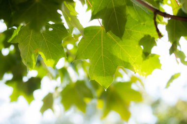 Gökyüzü arka planda akçaağaç ağacı üzerinde yeşil yapraklar