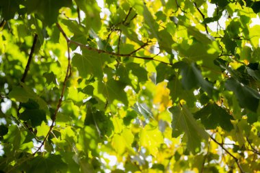 Gökyüzü arka planda akçaağaç ağacı üzerinde yeşil yapraklar