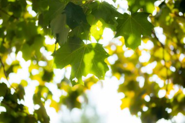 Gökyüzü arka planda akçaağaç ağacı üzerinde yeşil yapraklar