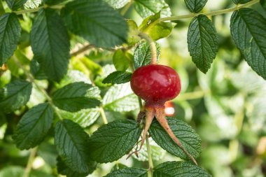Yaz aylarında parkta köpek gül kırmızı çilek