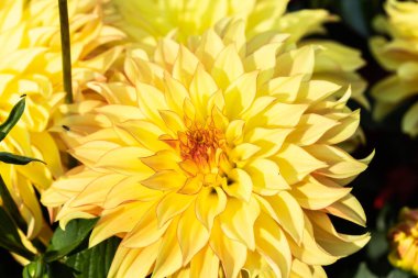 Yaz bahçesinde güzel sarı dahlia Lake Ontario çiçek