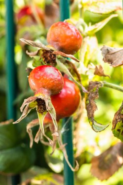 Yaz aylarında parkta çit arkasında köpek gül kırmızı çilek